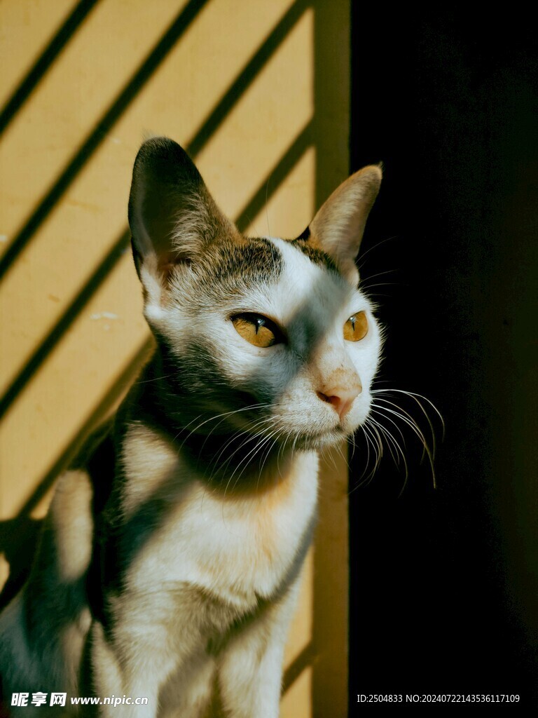 猫