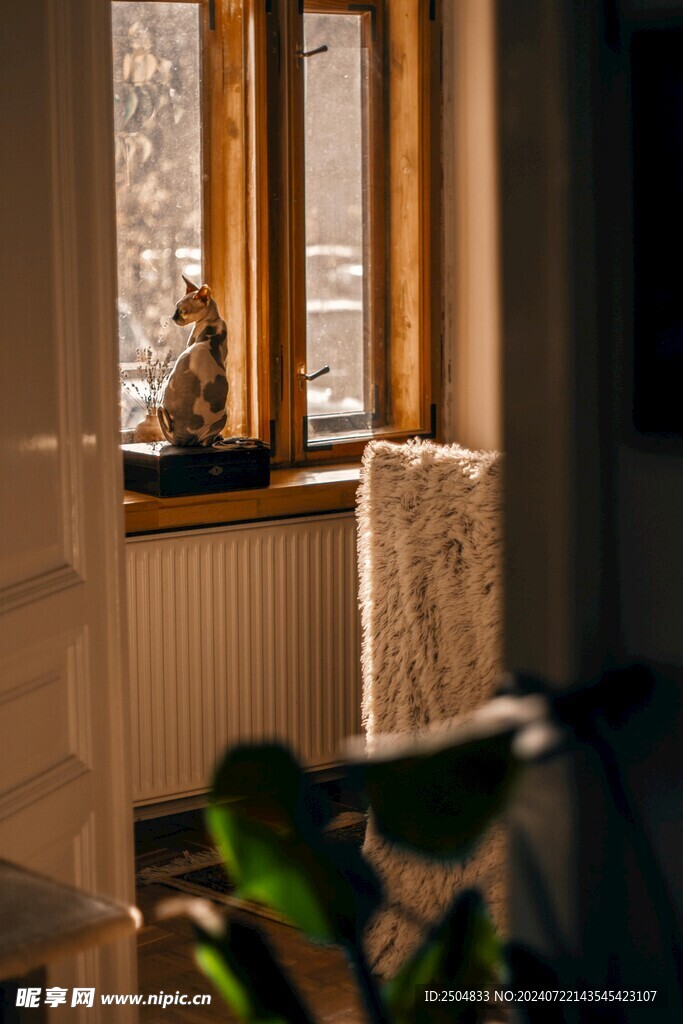 猫