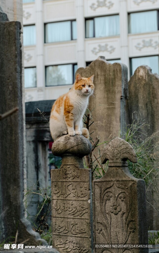 猫