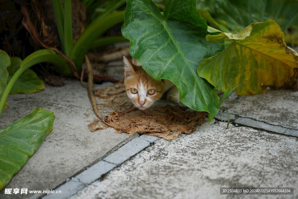 猫