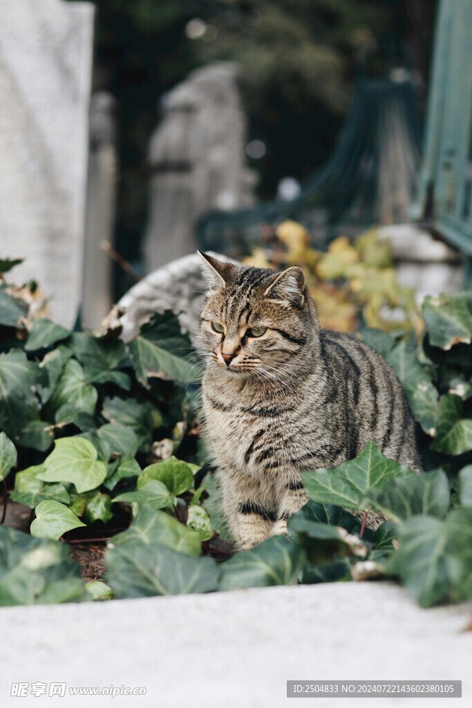 猫