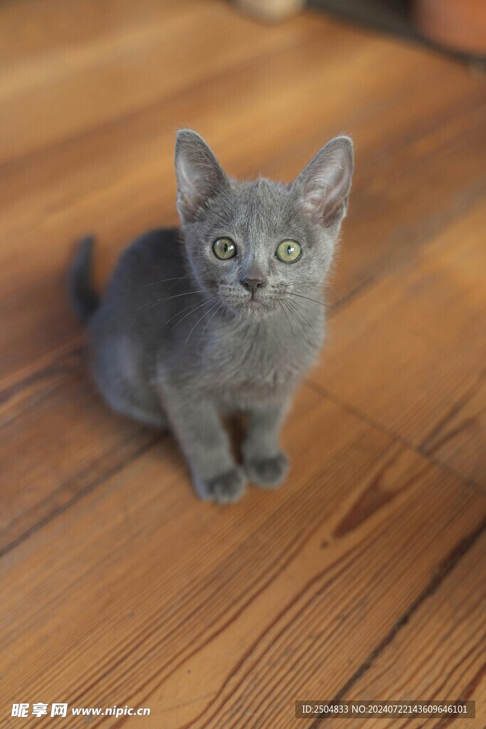 猫