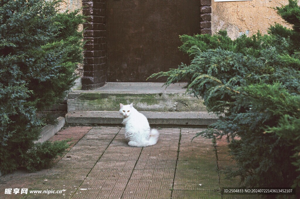 猫