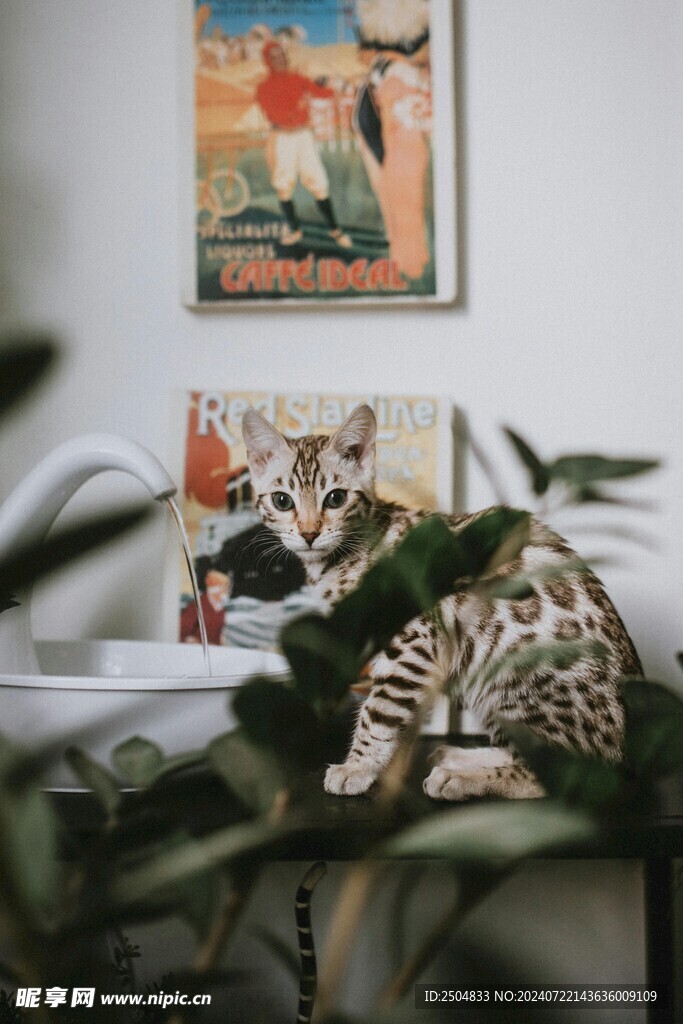 猫