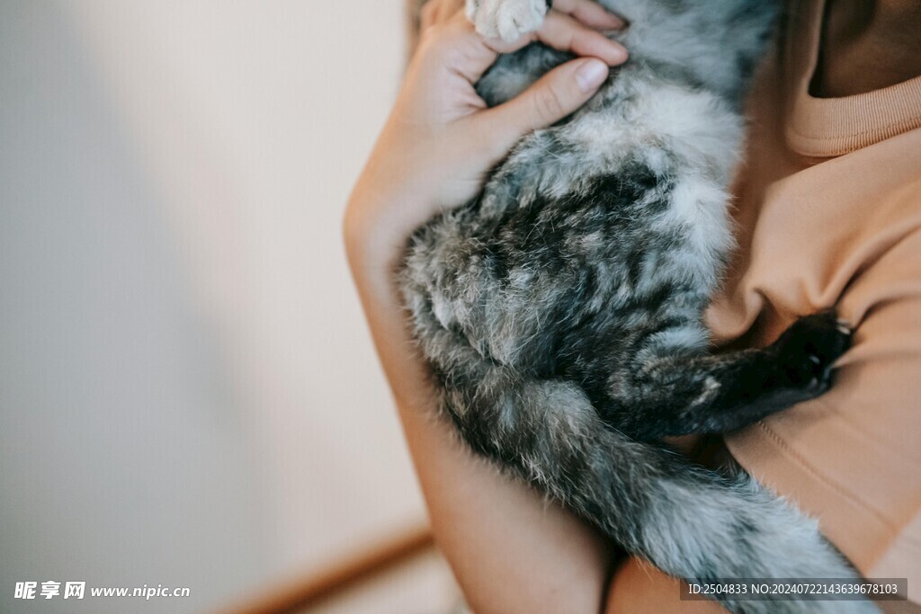 猫