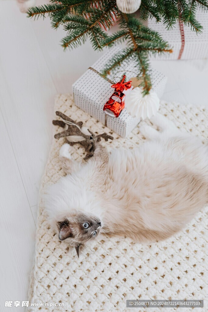猫