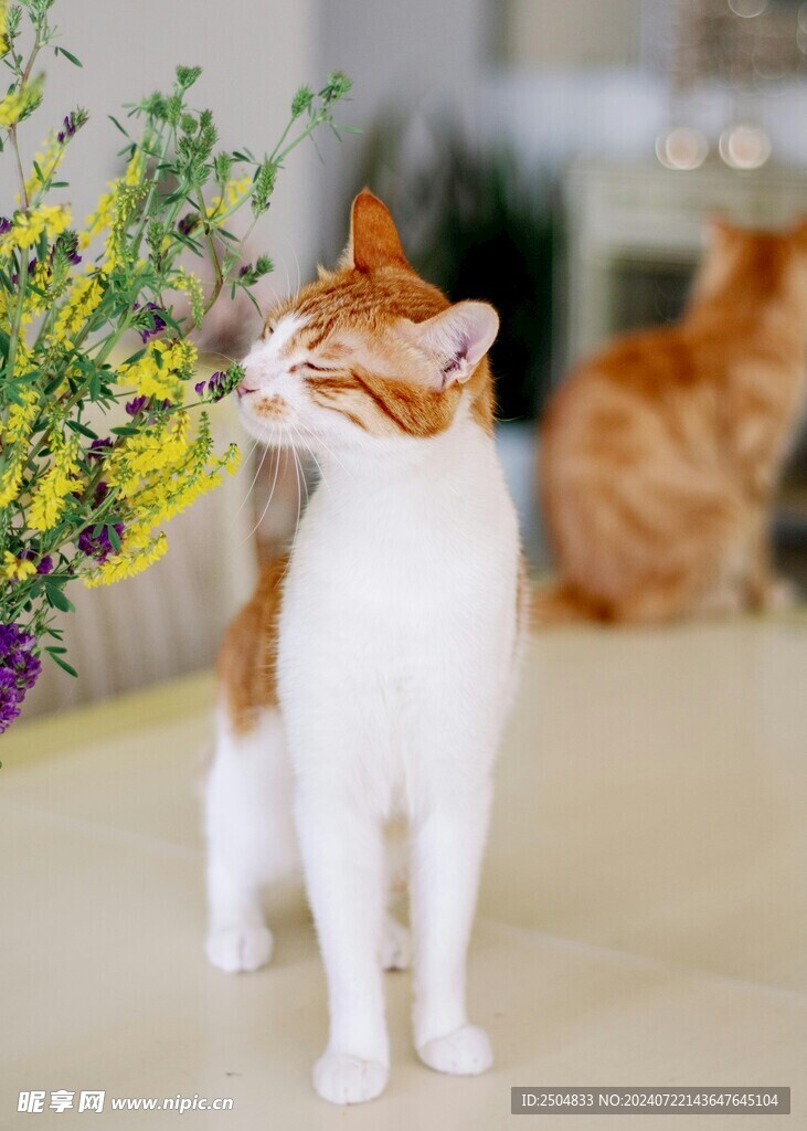猫