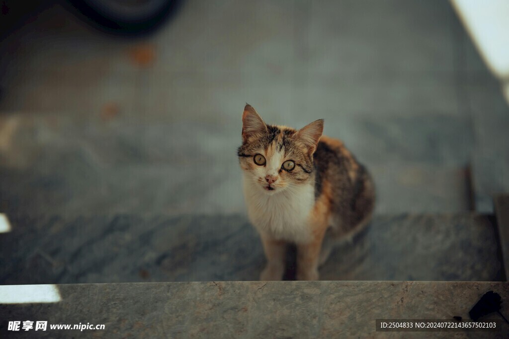 猫
