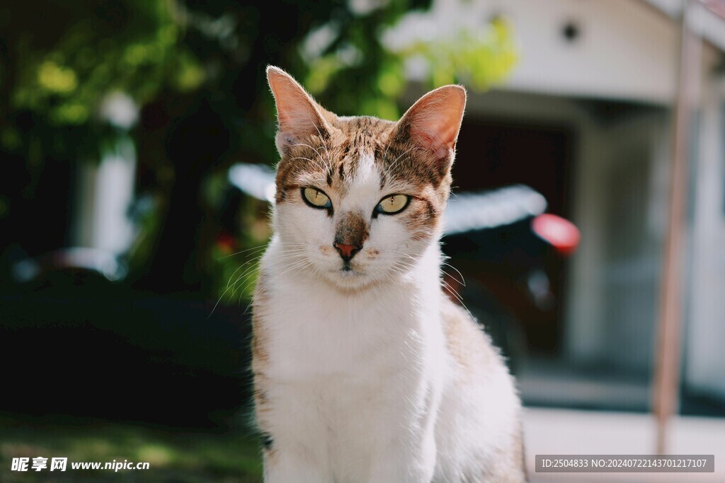 猫