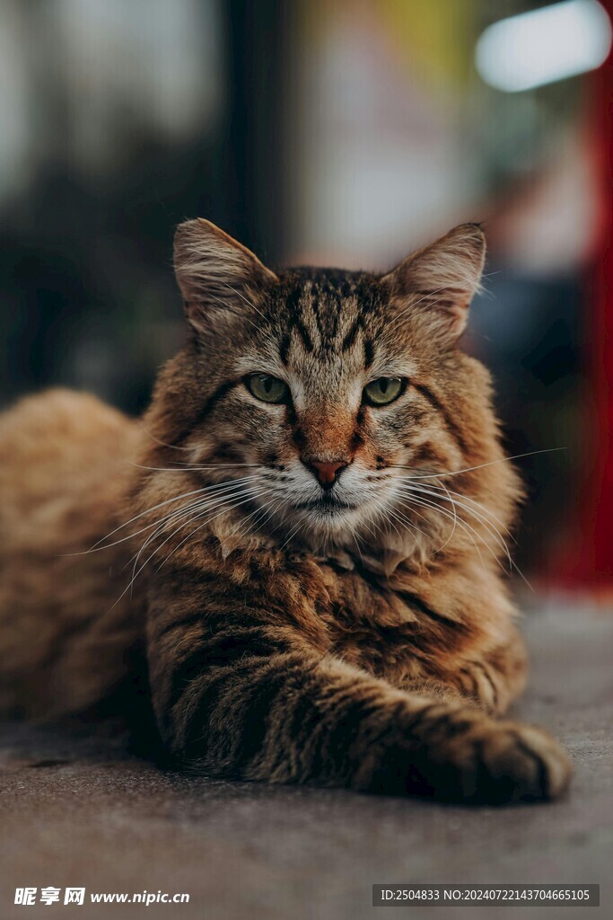 猫