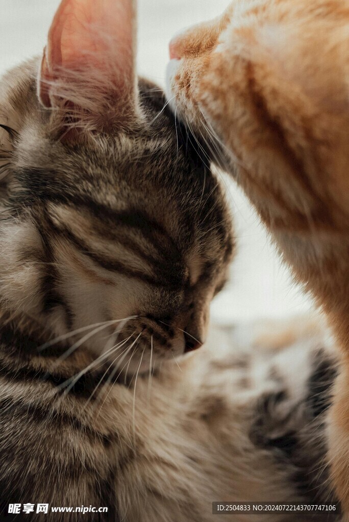 猫