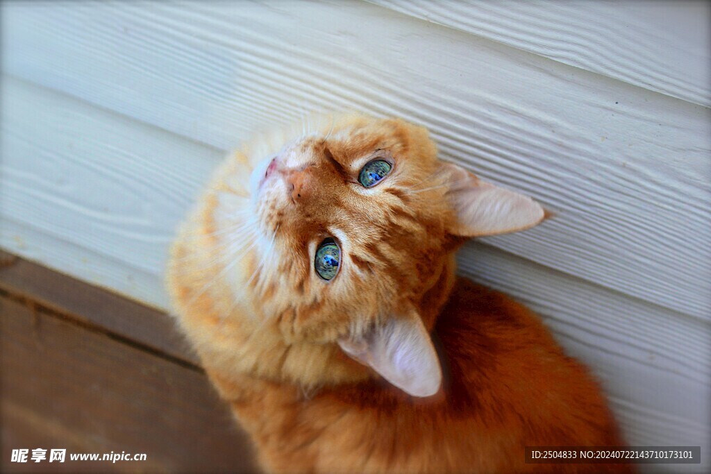 猫