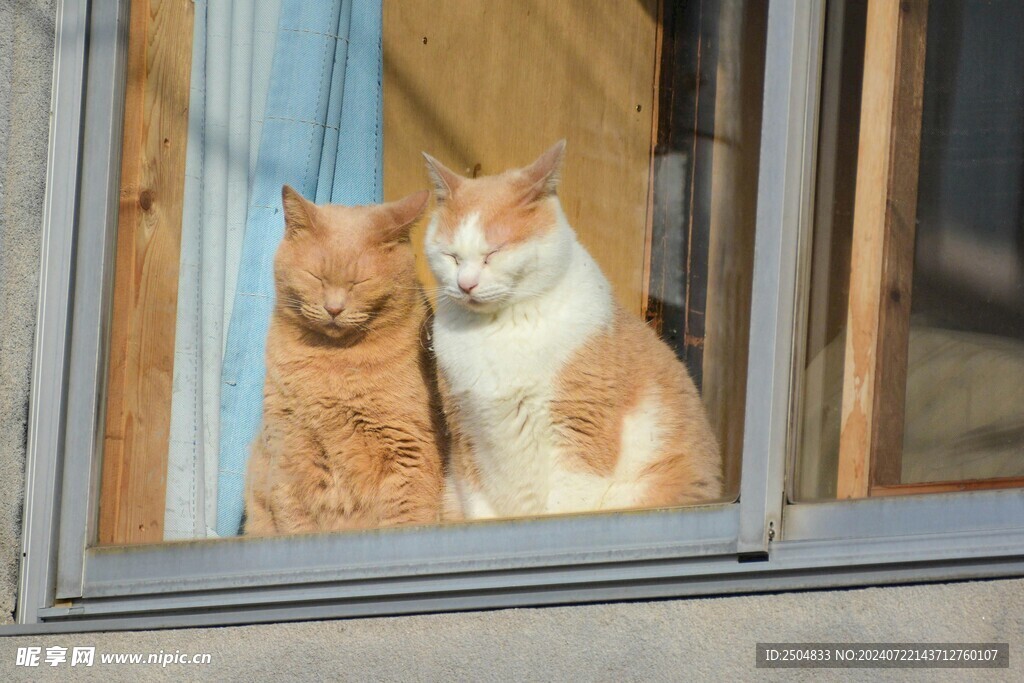 猫