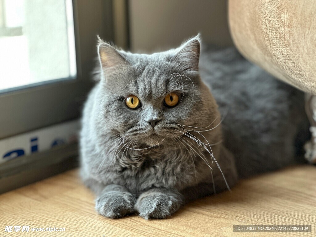 猫