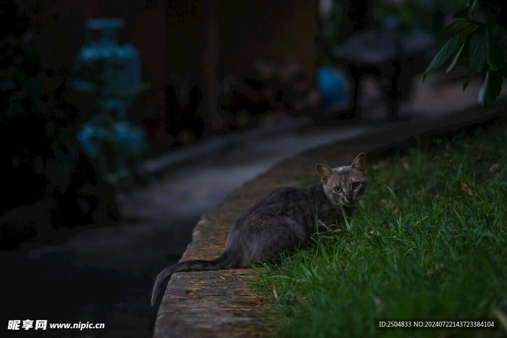 猫