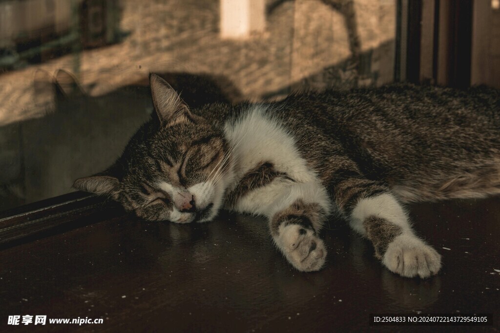 猫