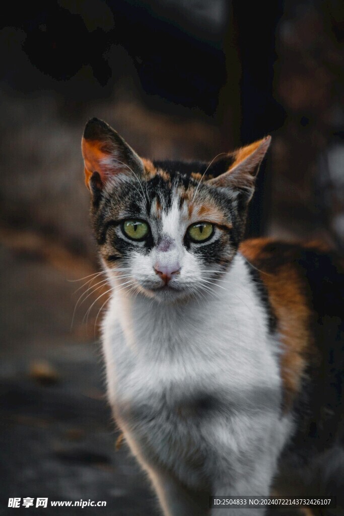 猫