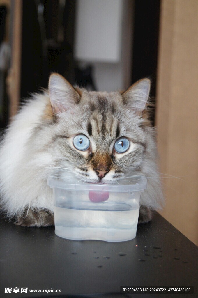 猫