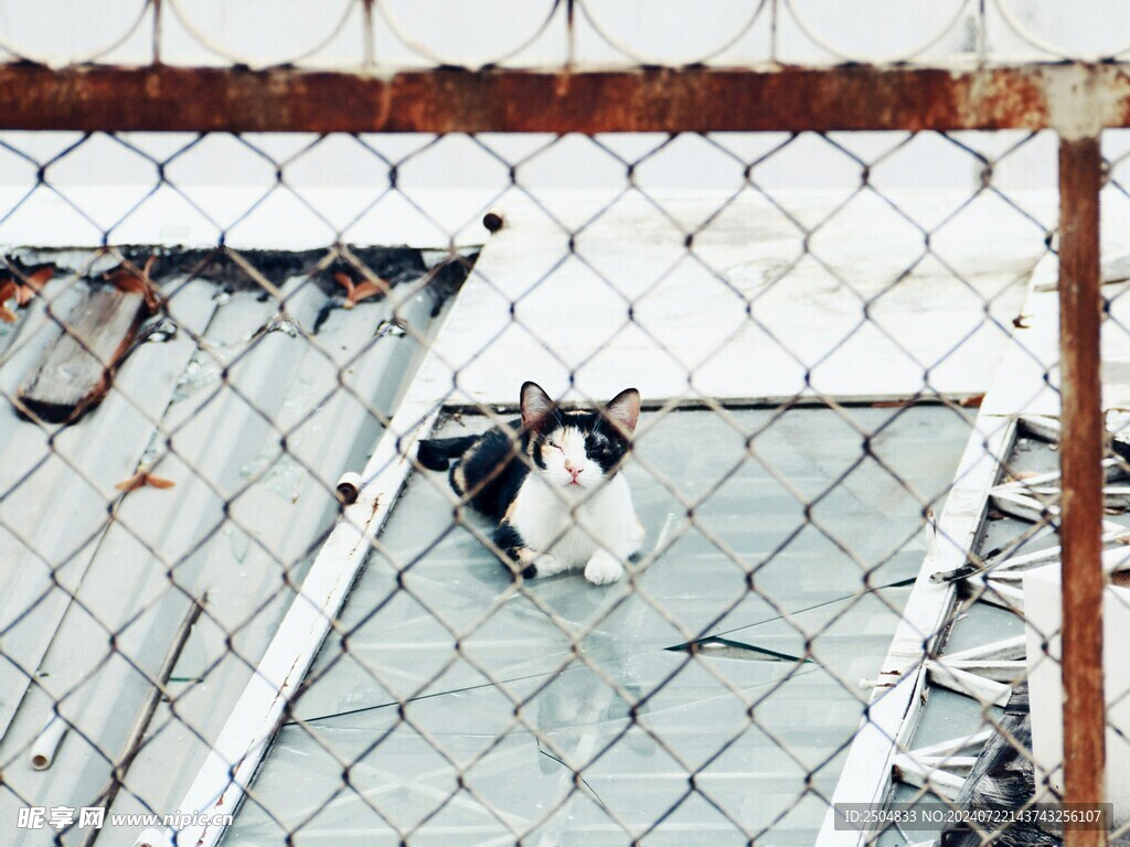 猫