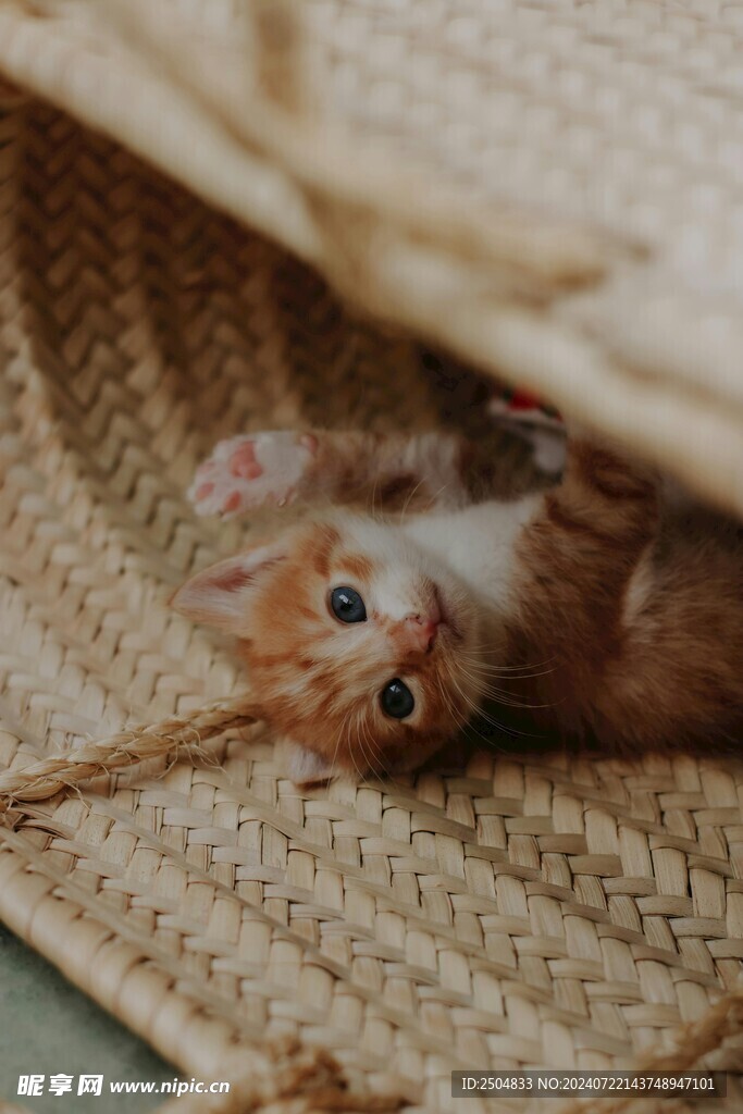 猫