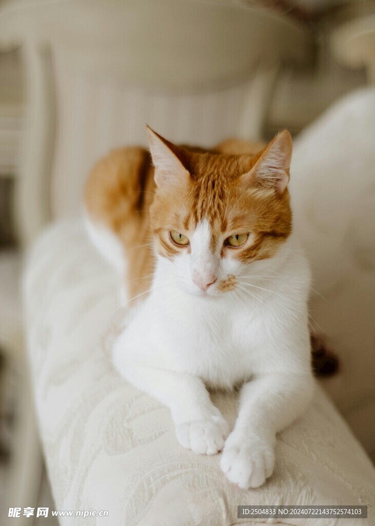 猫