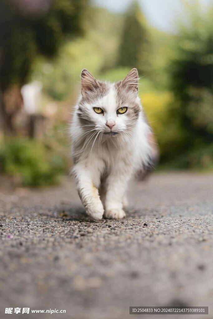 猫