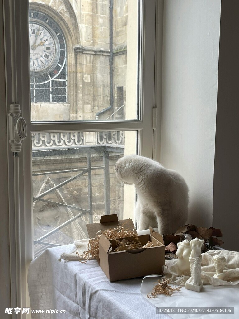 猫