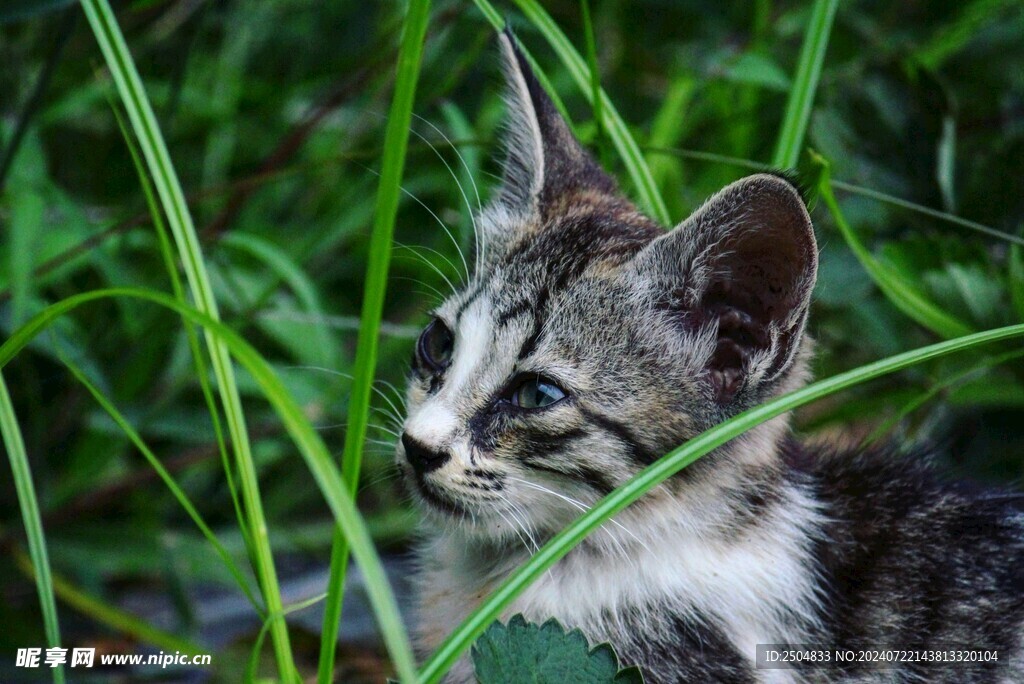 猫