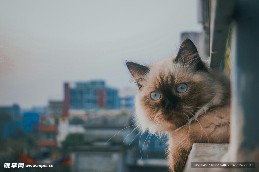 猫