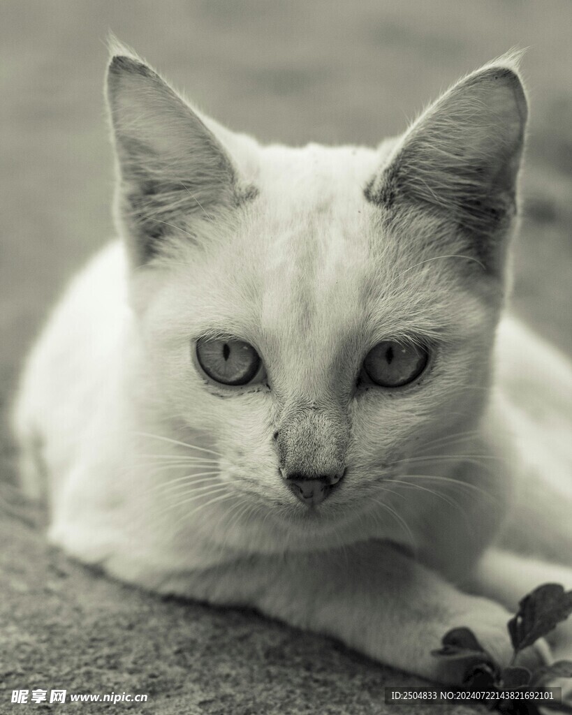 猫