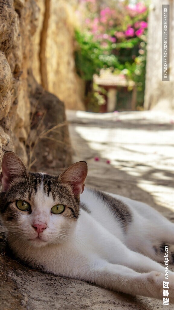 猫