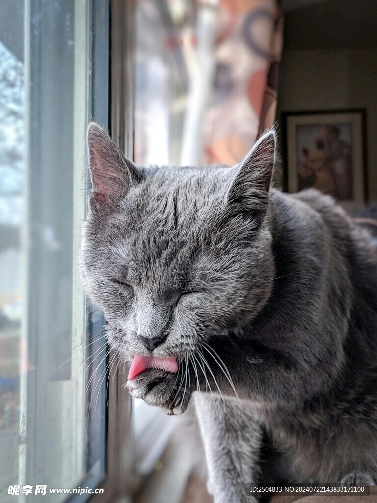 猫