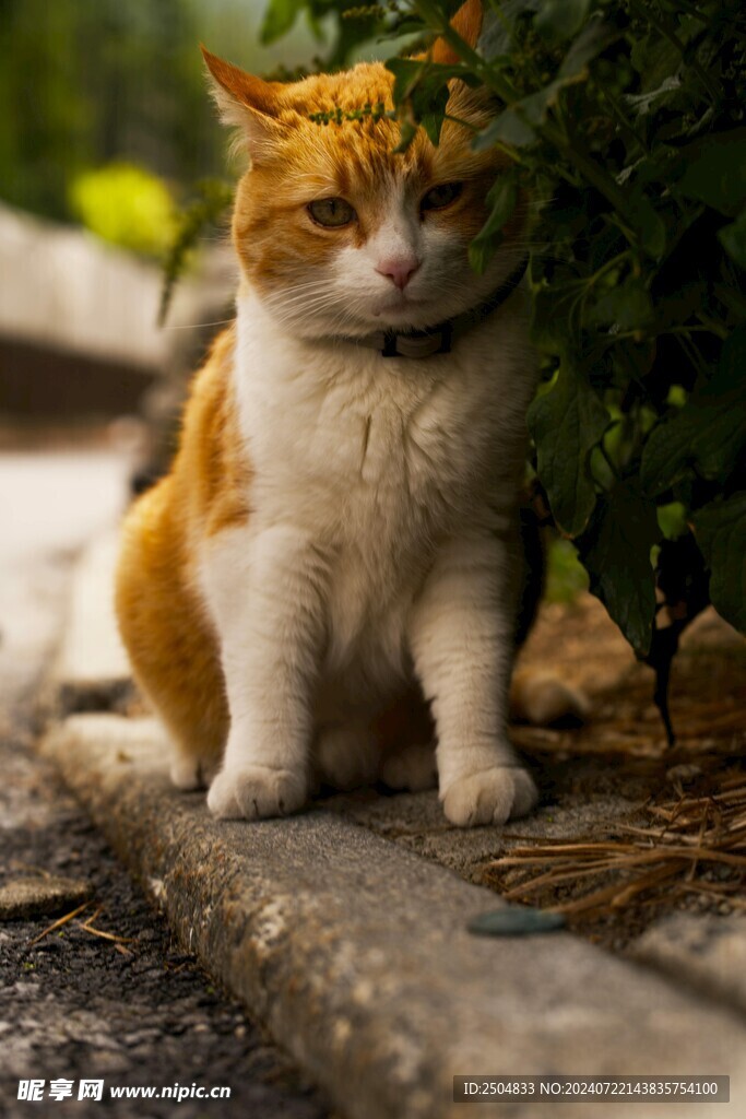 猫