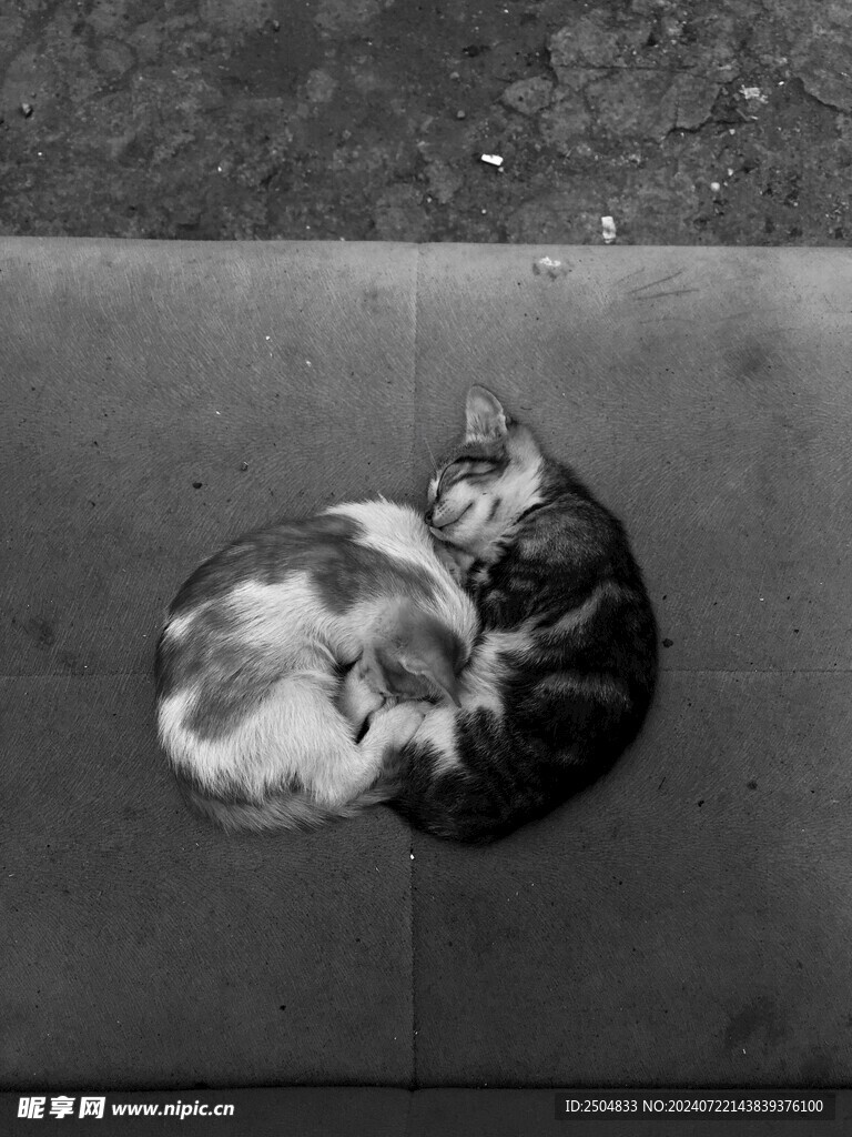 猫