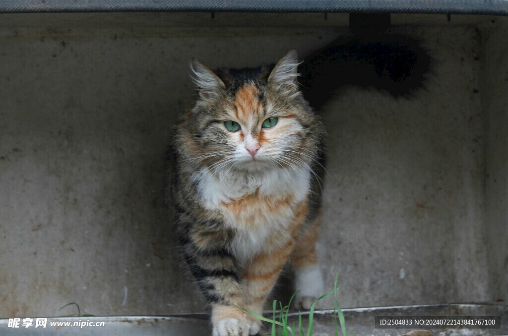 猫