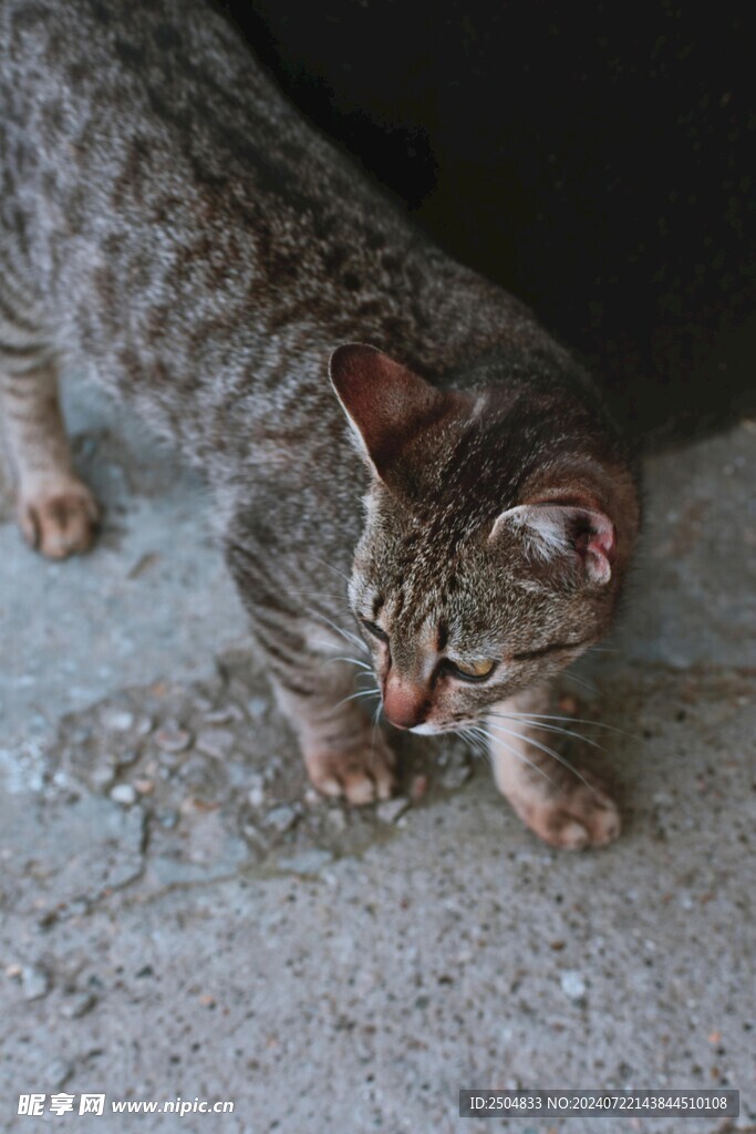 猫