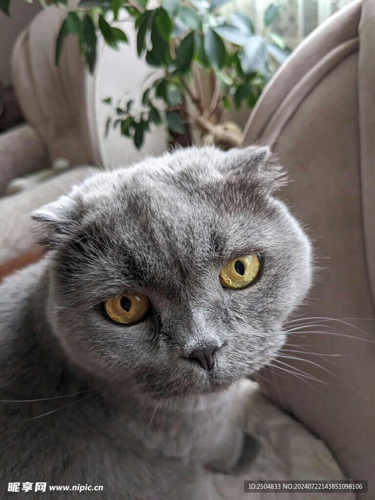 猫