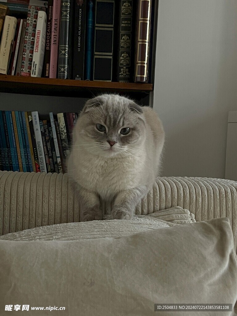 猫