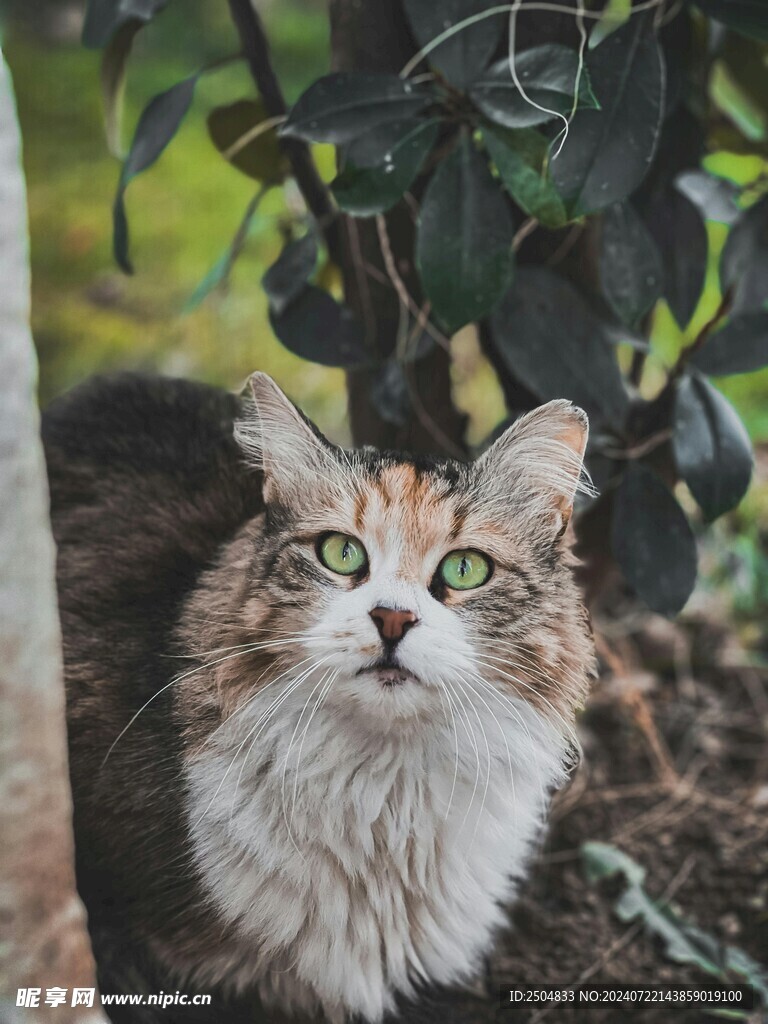 猫