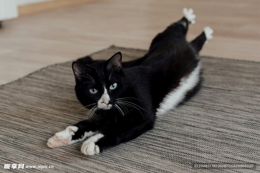 猫