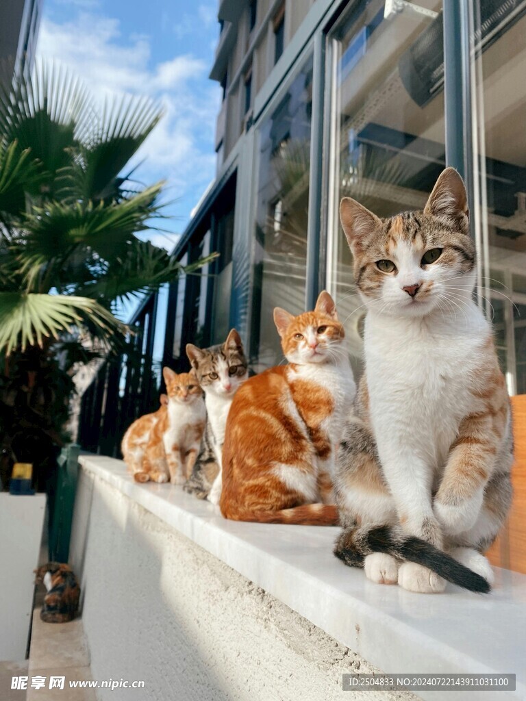 猫