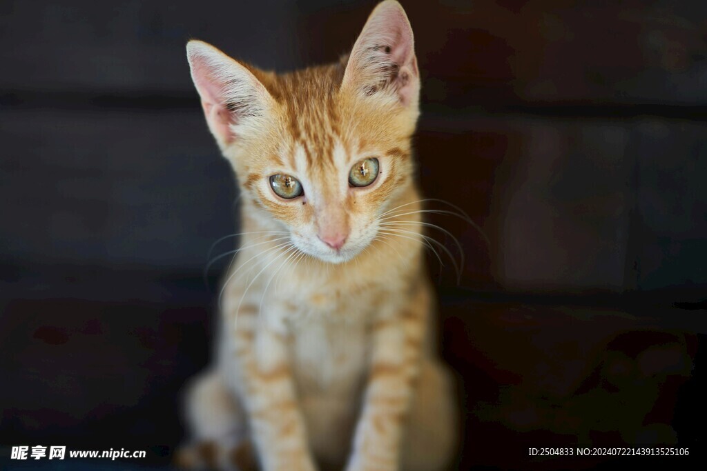 猫