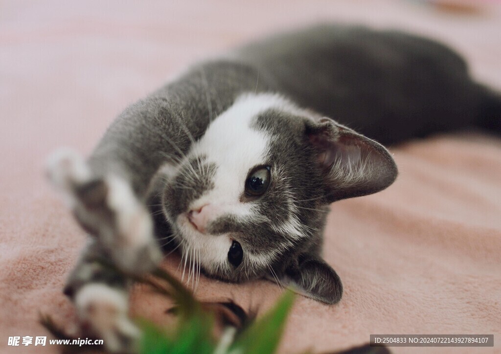 猫