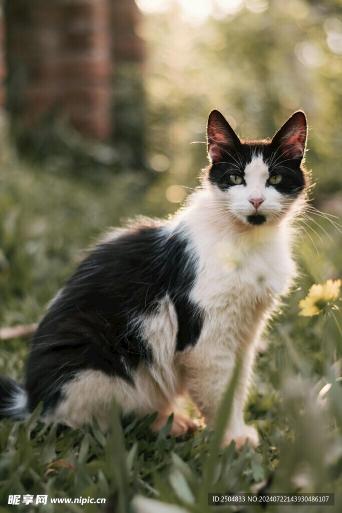 猫