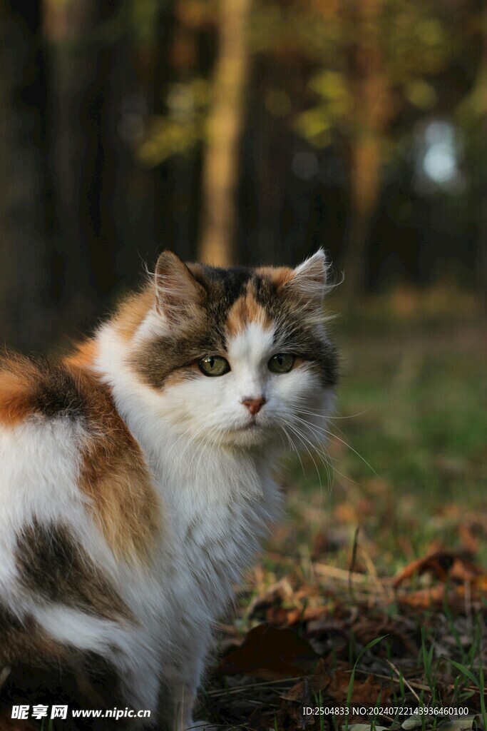 猫