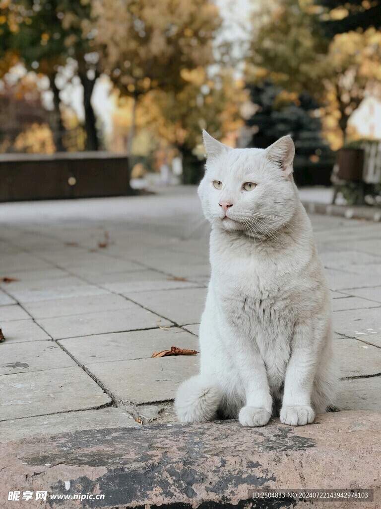 猫