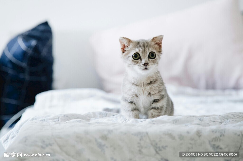 猫