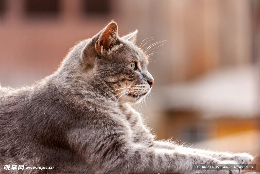 猫