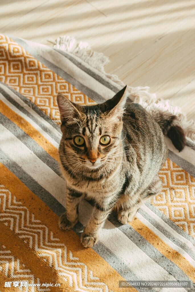 猫