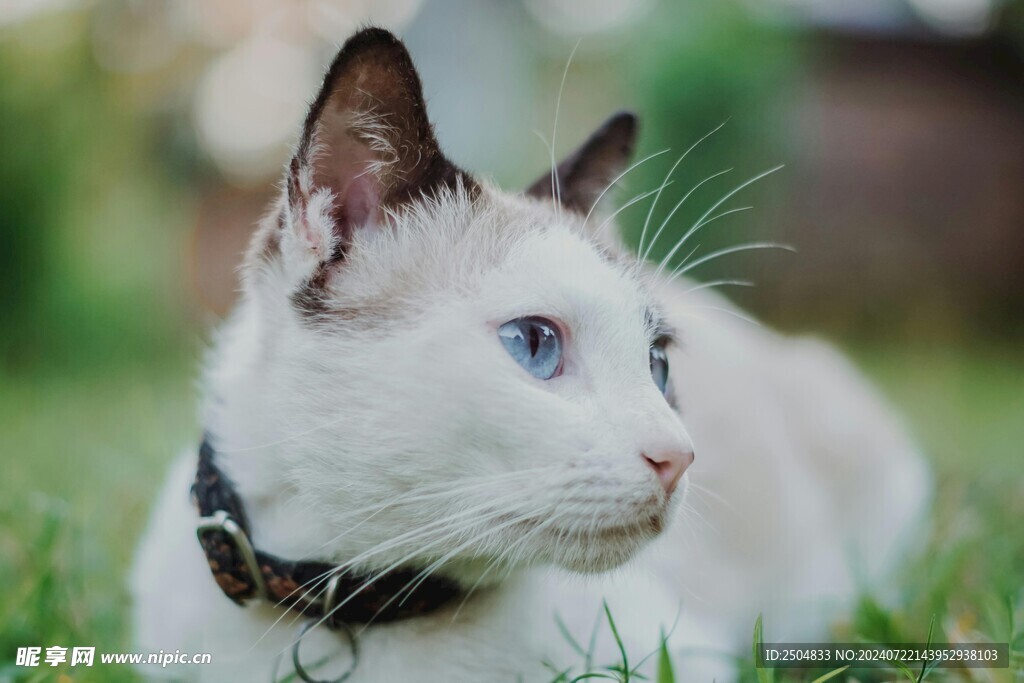 猫